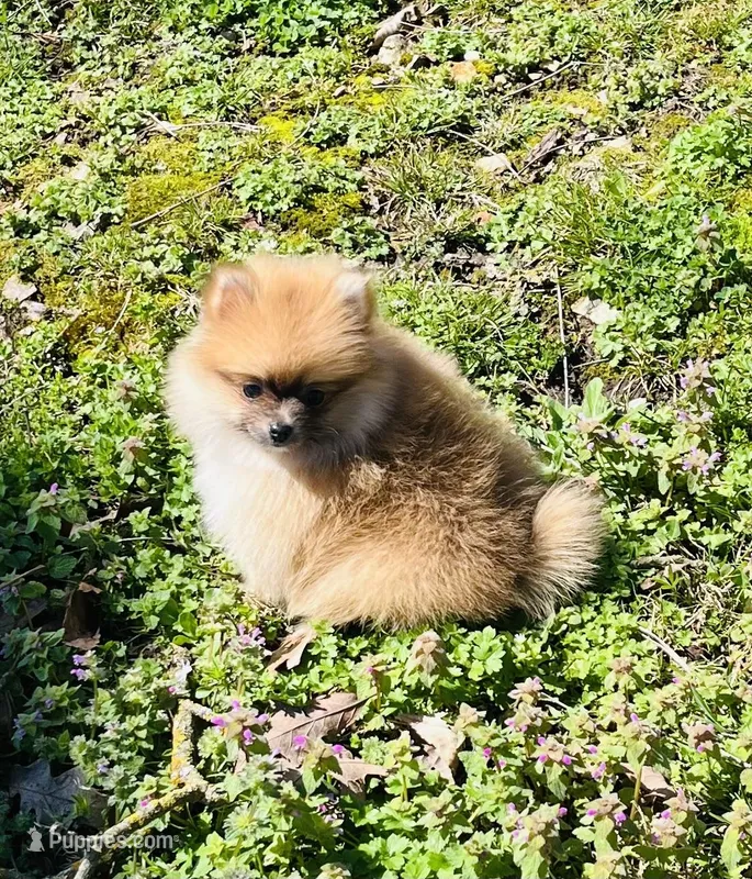 Violet – Pomeranian puppy for sale in Seligman, MO