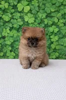 Violet, a female Pomeranian for sale in Seligman, MO – Photo 1 of 4