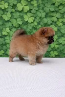 Violet, a female Pomeranian for sale in Seligman, MO – Photo 2 of 4