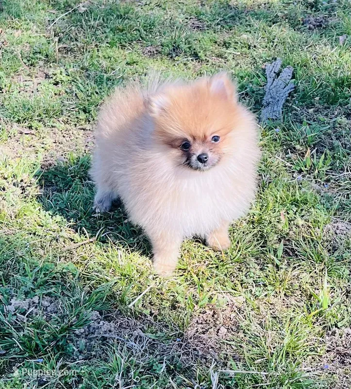 Violet – Pomeranian puppy for sale in Seligman, MO