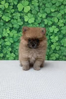 Violet, a female Pomeranian for sale in Seligman, MO – Photo 4 of 4