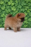 Violet, a female Pomeranian for sale in Seligman, MO – Photo 3 of 4