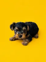 Gidget, a female Yorkshire Terrier for sale in Seligman, MO – 3 of 4