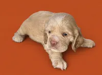 Curly, a male Cocker Spaniel for sale in Seligman, MO – 2 of 4
