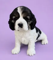 Jo, a female Cocker Spaniel for sale in Seligman, MO – 2 of 4