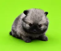 Lucy, a female Pomeranian for sale in Seligman, MO – 5 of 5