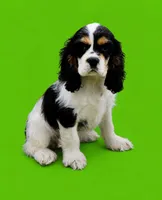 Chandler, a male Cocker Spaniel for sale in Seligman, MO – 2 of 4
