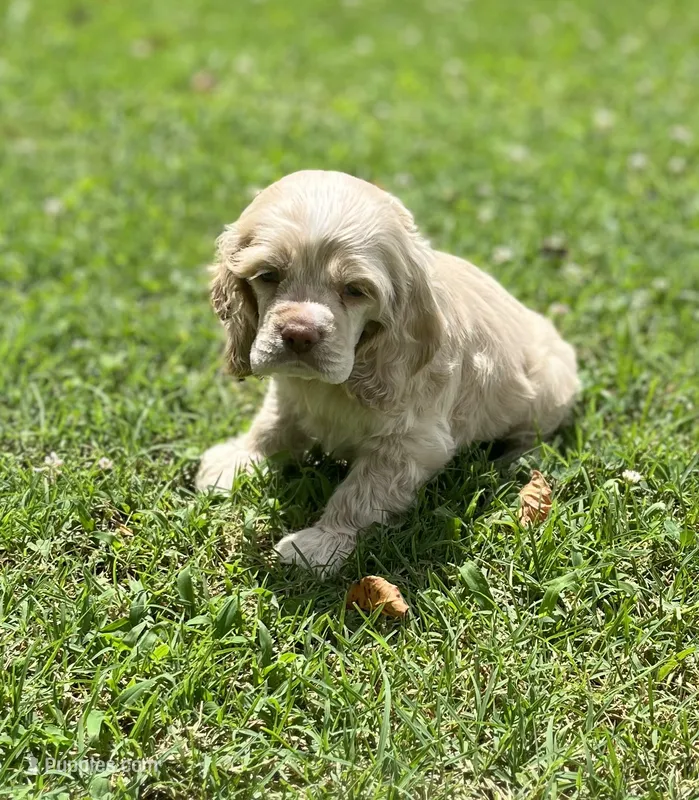 Curly – Cocker Spaniel puppy for sale in Seligman, MO