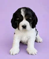 Jo, a female Cocker Spaniel for sale in Seligman, MO – 3 of 4
