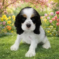 Willie, a male Cocker Spaniel for sale in Seligman, MO – Photo 2 of 4