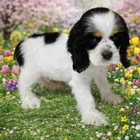 Willie, a male Cocker Spaniel for sale in Seligman, MO – Photo 3 of 4