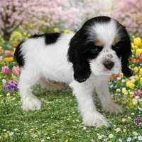 Willie, a male Cocker Spaniel for sale in Seligman, MO – Photo 4 of 4