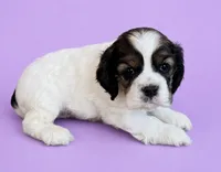 Cindy, a female Cocker Spaniel for sale in Seligman, MO – 3 of 4