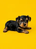 Gidget, a female Yorkshire Terrier for sale in Seligman, MO – 1 of 4