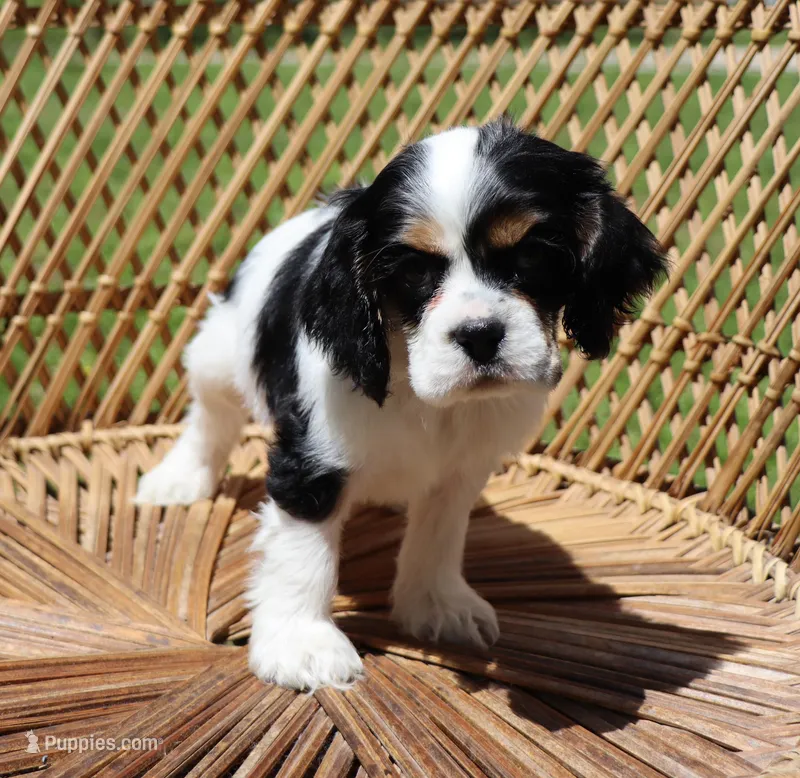 Chandler – Cocker Spaniel puppy for sale in Seligman, MO