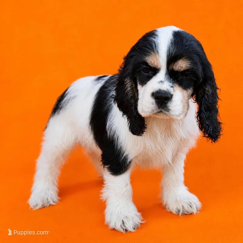 Chandler – Cocker Spaniel puppy for sale in Seligman, MO