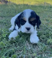 Chandler, a male Cocker Spaniel for sale in Seligman, MO – Photo 2 of 4