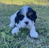 Chandler, a male Cocker Spaniel for sale in Seligman, MO – Photo 1 of 4