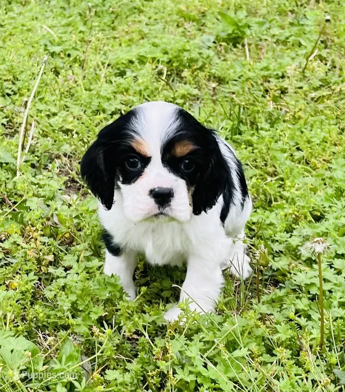 Chandler – Cocker Spaniel puppy for sale in Seligman, MO