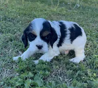Chandler, a male Cocker Spaniel for sale in Seligman, MO – Photo 3 of 4