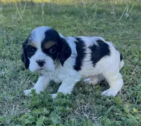 Chandler, a male Cocker Spaniel for sale in Seligman, MO – Photo 4 of 4