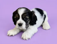 Cindy, a female Cocker Spaniel for sale in Seligman, MO – 2 of 4