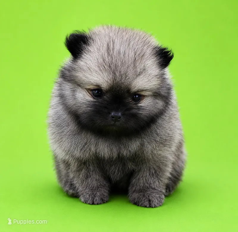 Lucy – Pomeranian puppy for sale in Seligman, MO