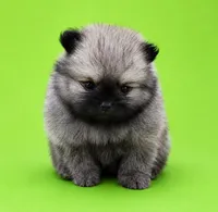 Lucy, a female Pomeranian for sale in Seligman, MO – 1 of 5