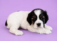 Cindy, a female Cocker Spaniel for sale in Seligman, MO – 4 of 4