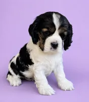 Jo, a female Cocker Spaniel for sale in Seligman, MO – 1 of 4