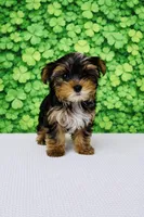 Quix, a male Yorkshire Terrier for sale in Seligman, MO – Photo 1 of 4