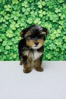 Quix, a male Yorkshire Terrier for sale in Seligman, MO – Photo 4 of 4
