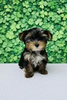 Quix, a male Yorkshire Terrier for sale in Seligman, MO – Photo 3 of 4