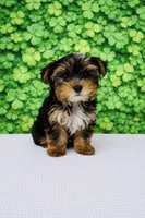 Quix, a male Yorkshire Terrier for sale in Seligman, MO – Photo 2 of 4