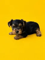 Gidget, a female Yorkshire Terrier for sale in Seligman, MO – 2 of 4