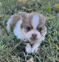 Sophia, a female Pomeranian for sale in Seligman, MO – 3 of 4