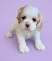 Blair, a female Cocker Spaniel for sale in Seligman, MO – 4 of 4