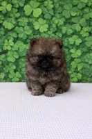 Vic, a male Pomeranian for sale in Seligman, MO – Photo 1 of 4