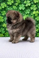 Vic, a male Pomeranian for sale in Seligman, MO – Photo 4 of 4