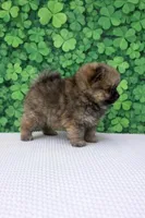 Vic, a male Pomeranian for sale in Seligman, MO – Photo 3 of 4