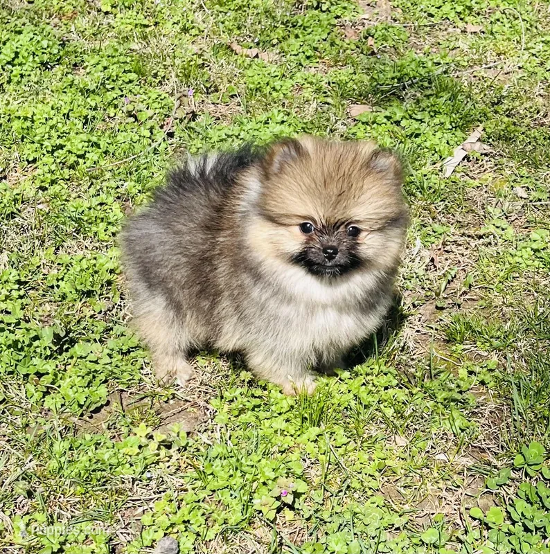 Vic – Pomeranian puppy for sale in Seligman, MO