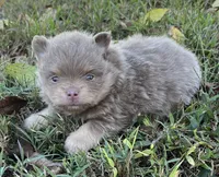Rose, a female Pomeranian for sale in Seligman, MO – 1 of 5