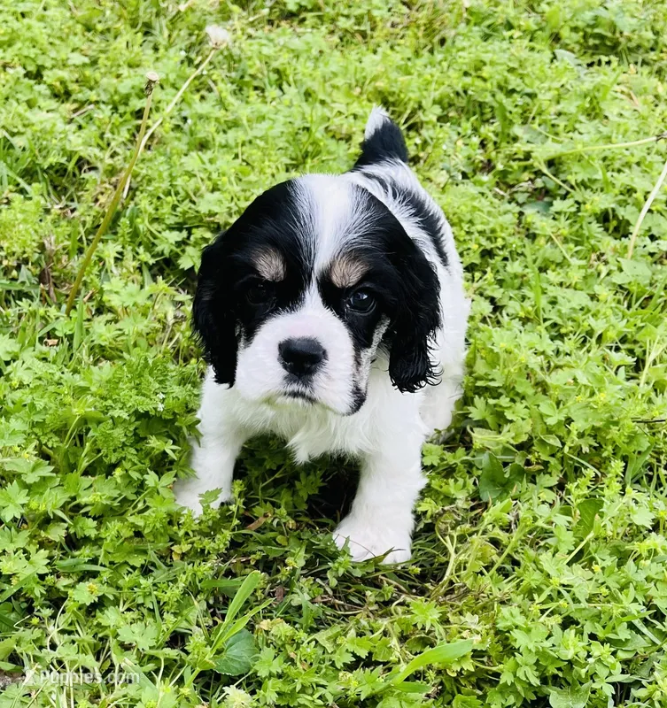 Gunther – Cocker Spaniel puppy for sale in Seligman, MO