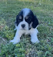 Gunther, a male Cocker Spaniel for sale in Seligman, MO – Photo 3 of 4