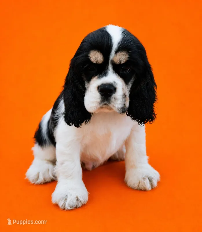 Gunther – Cocker Spaniel puppy for sale in Seligman, MO