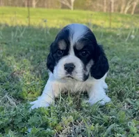 Gunther, a male Cocker Spaniel for sale in Seligman, MO – Photo 2 of 4