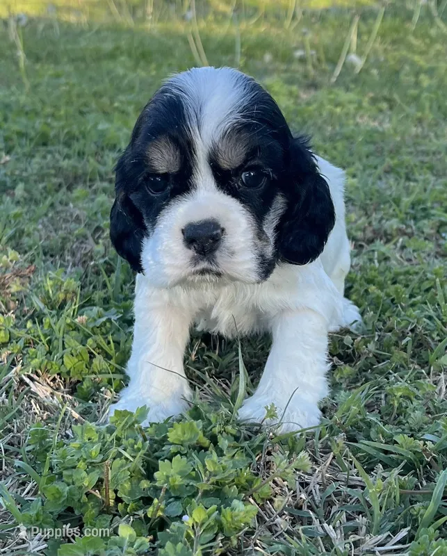 Gunther – Cocker Spaniel puppy for sale in Seligman, MO