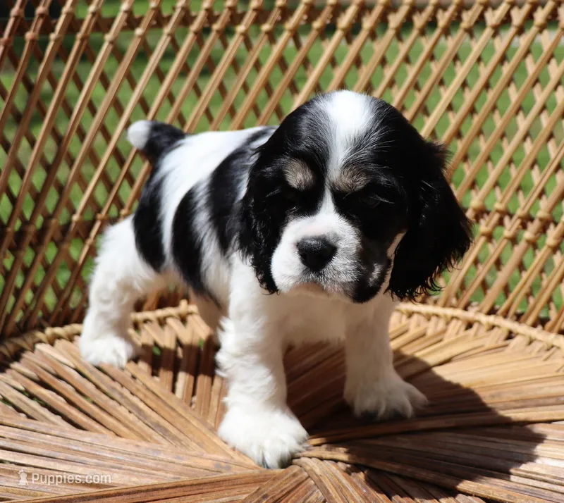 Gunther – Cocker Spaniel puppy for sale in Seligman, MO