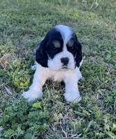 Gunther, a male Cocker Spaniel for sale in Seligman, MO – Photo 4 of 4