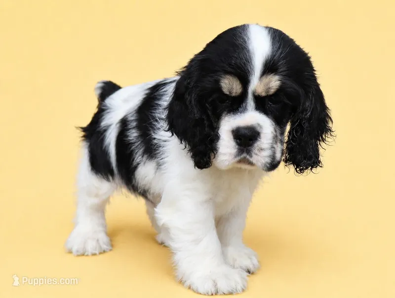 Gunther – Cocker Spaniel puppy for sale in Seligman, MO
